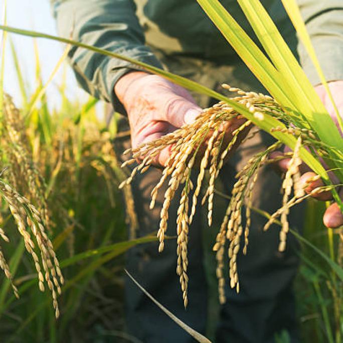 Close up of hands holding wheat in a field