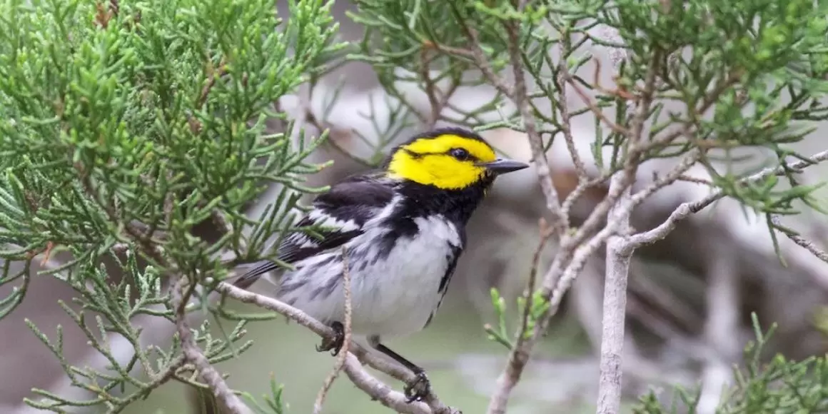 Golden-cheeked warbler bird perched in a bush