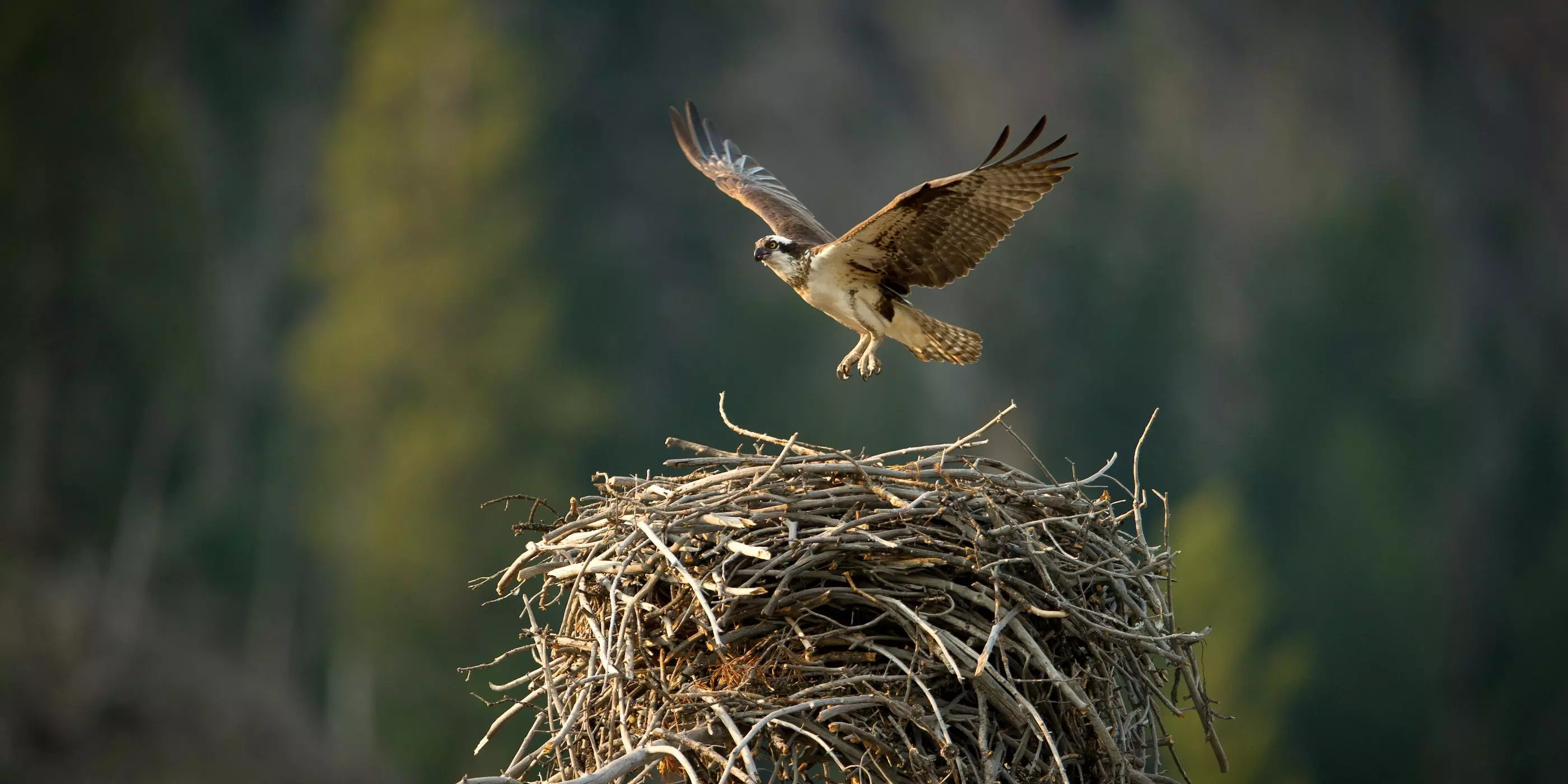 An osprey in flight just above its nest