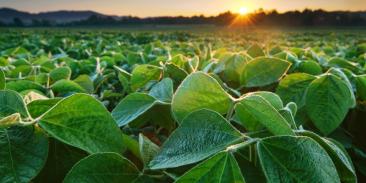 A sunrise over a field of green crops