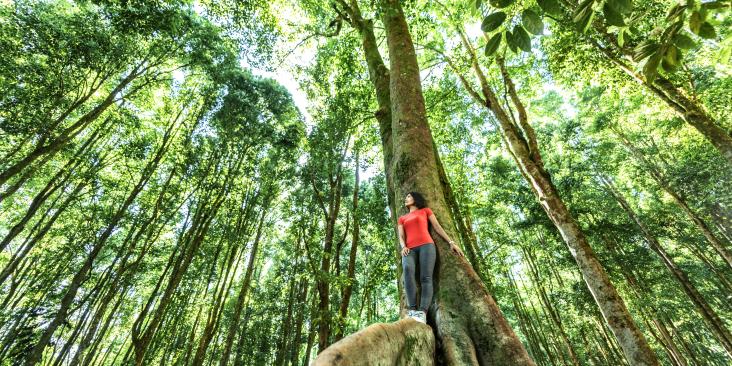 Young asian woman stands at the base of a tree in a tropical forest