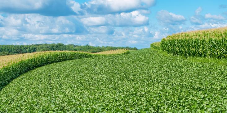 A lush farm field on rolling hills, with rows of corn and a partly cloudy blue sky.