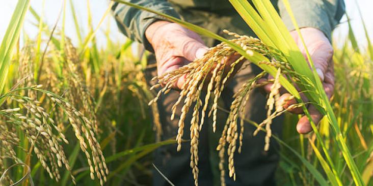 Close up of hands holding wheat in a field