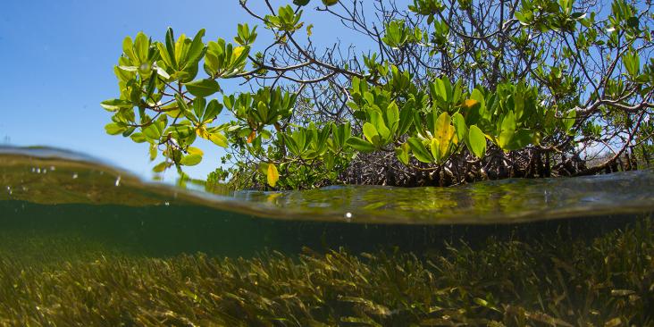 Underwater view of mangroves