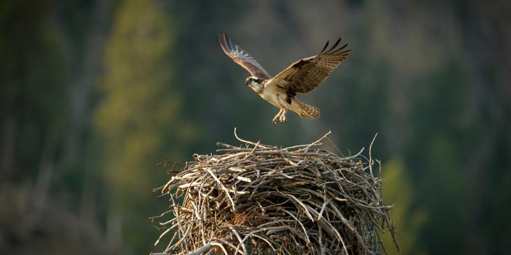 Osprey in flight just above its nest