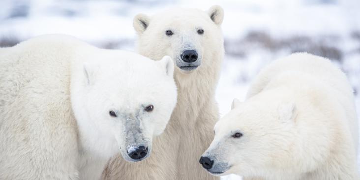 Three polar bears in an icy landscape