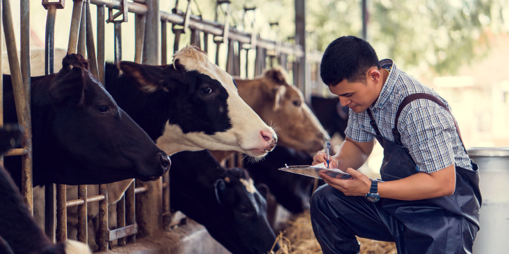 Farmer taking noted around a cow stable.