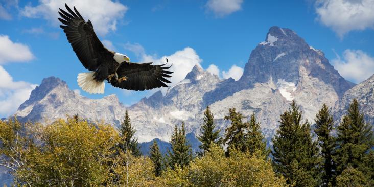 Bald eagle flying in front of rocky mountains