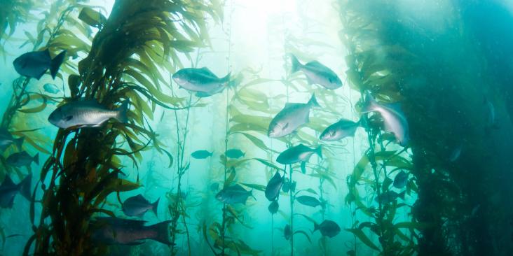 Kelp and fish in the Pacific Ocean