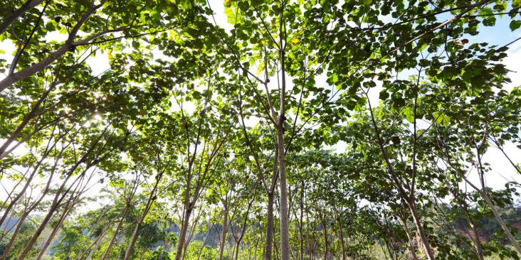 Treetops in a forest, pictured from below.