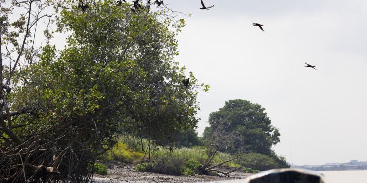 Mangroves on the coast with birds flying by