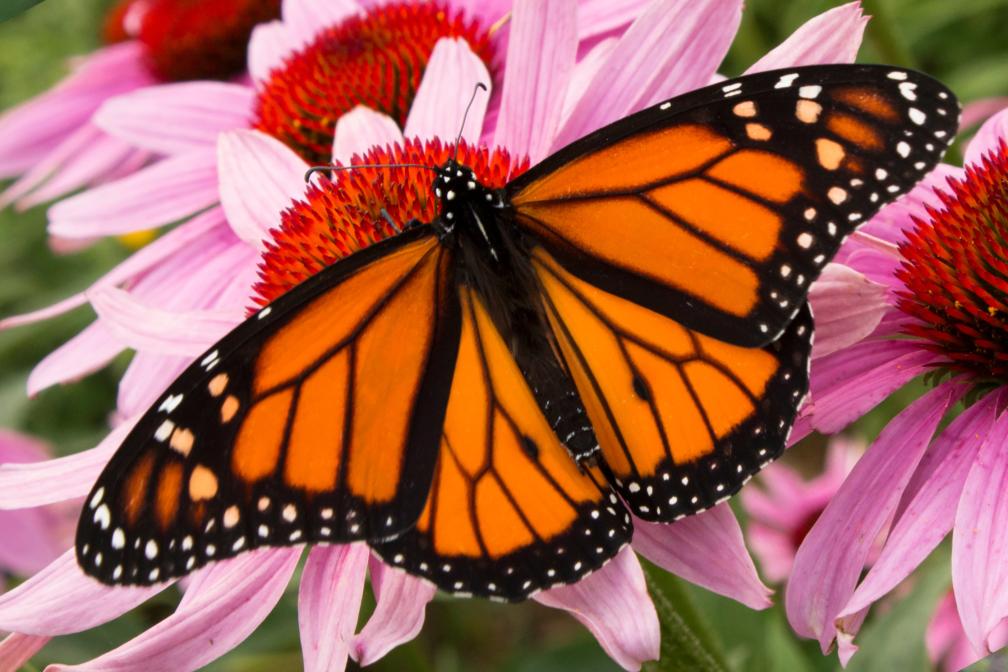 Monarch butterfly on pink coneflower