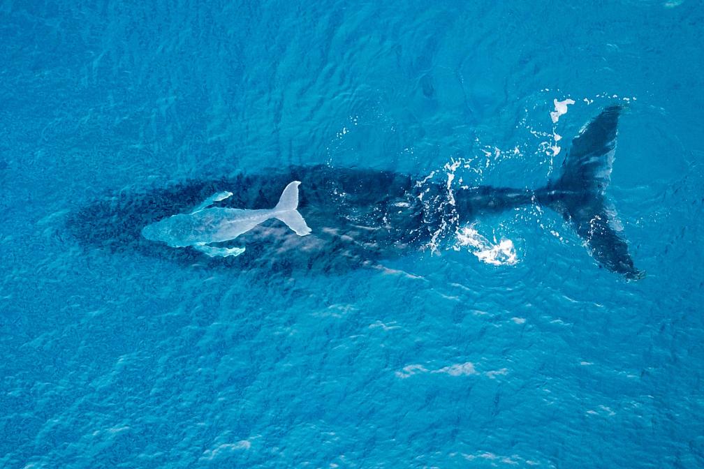 Aerial view of baby whale swimming above a larger whale