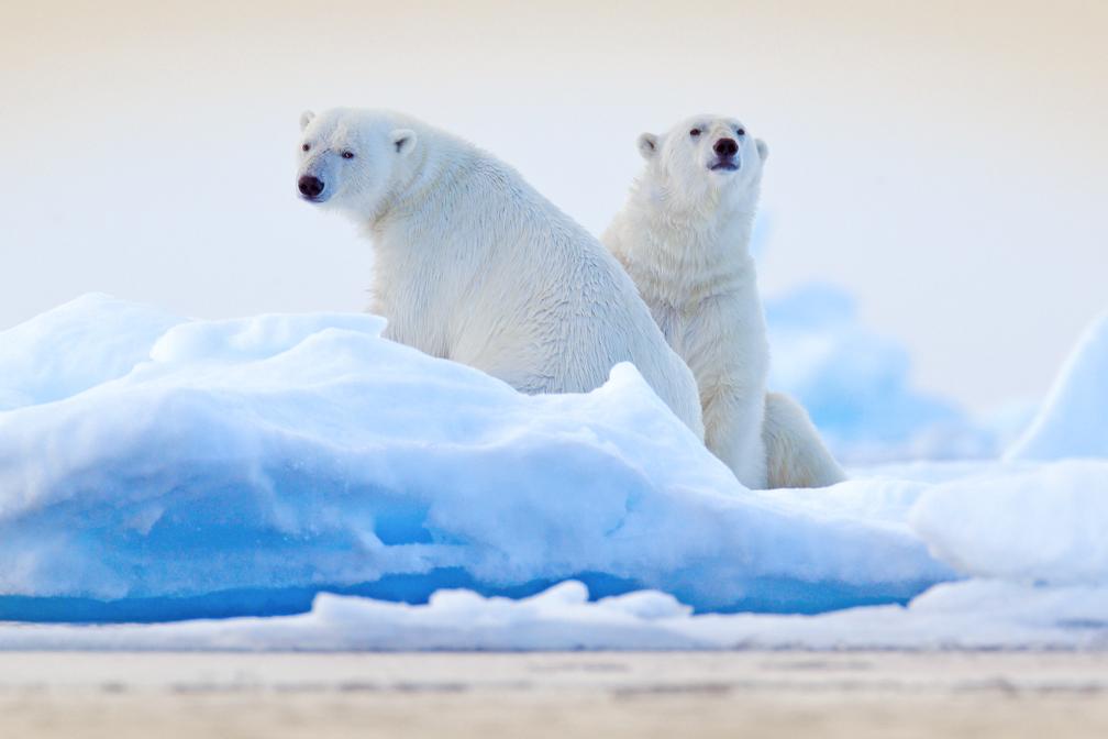 Two polar bears surrounded by blue and white ice looking at the viewer