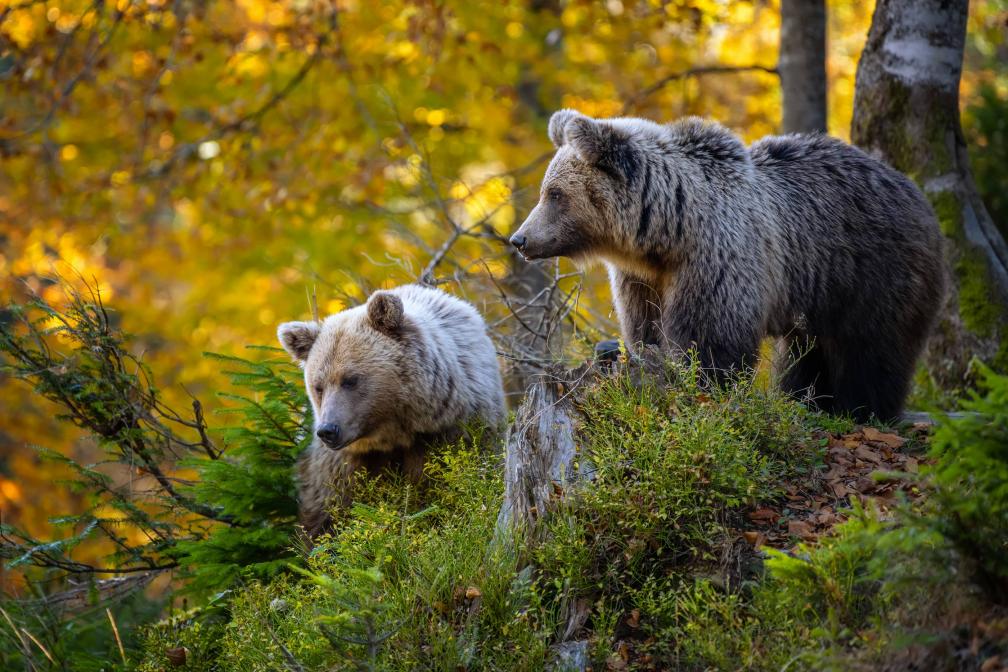Two bears in an autumnal forest