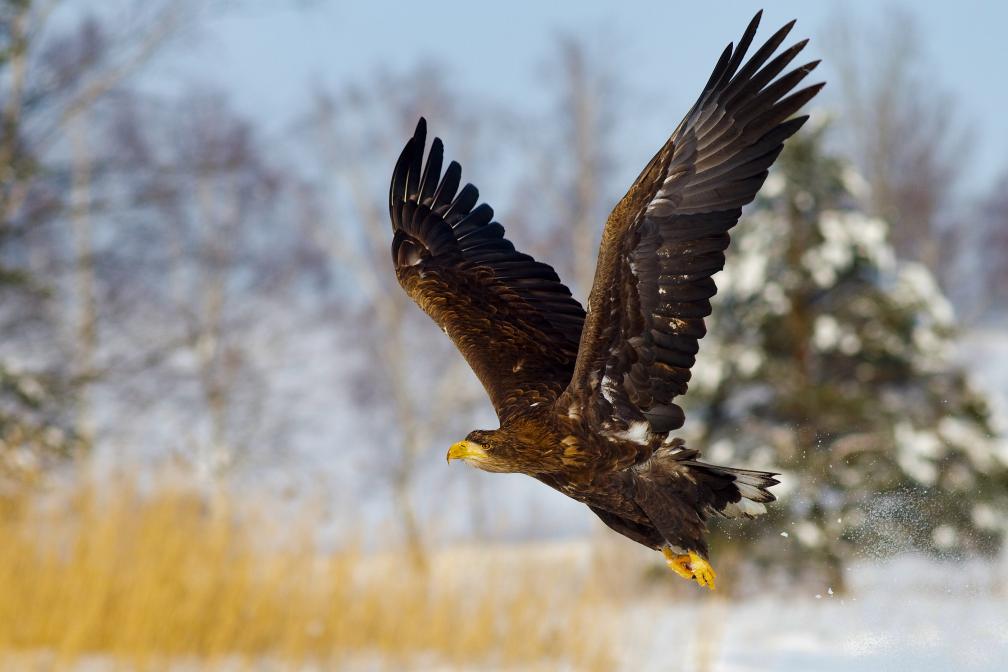 Eagle flying across a snowy landscape