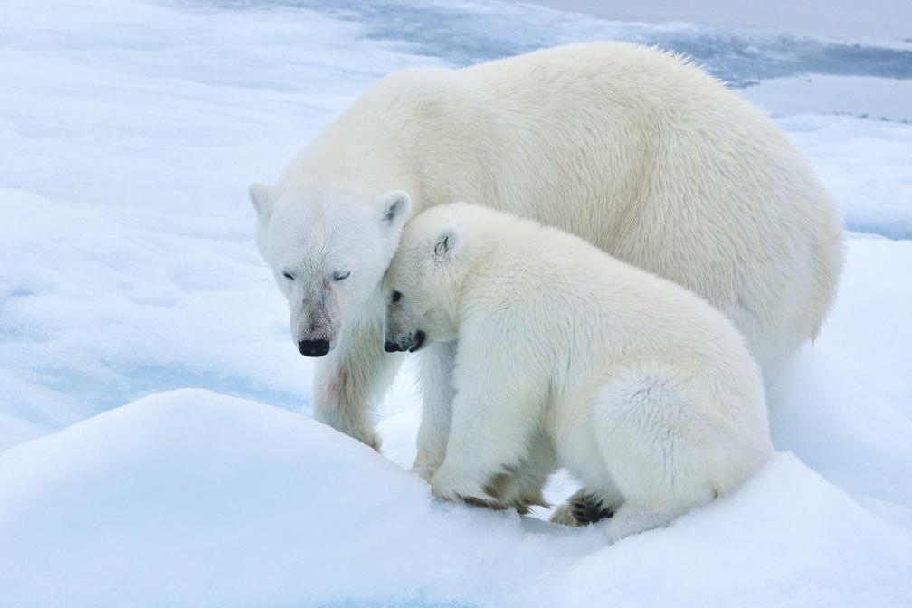 Polar bear and cub on ice