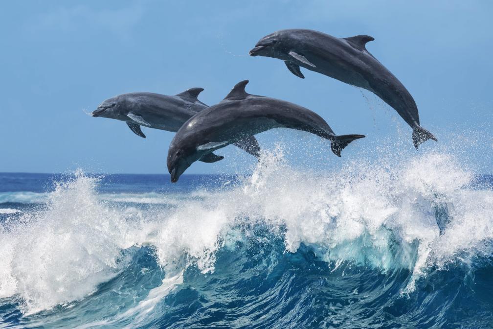 Three dolphins jumping