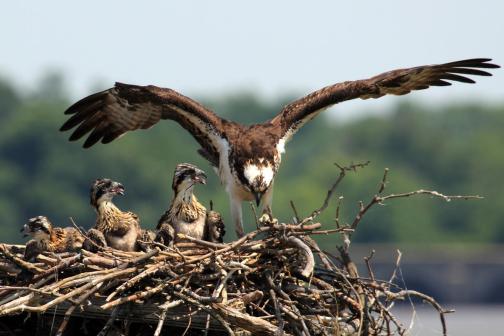 Adult and baby ospreys in a nest