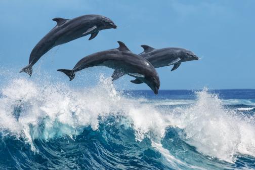 Three dolphins jumping over breaking waves