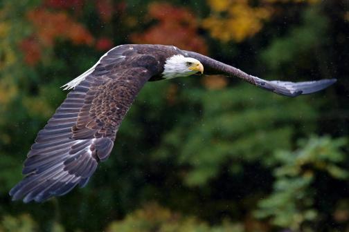 Eagle soaring above a forest with changing leaves
