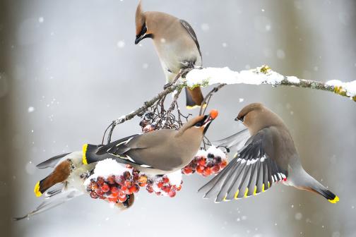 Three waxwing birds on a snow branch with red berrries