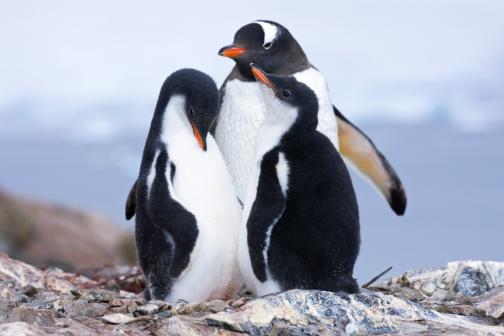 A trio of penguins on a rock