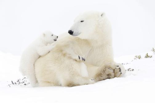 Polar bear and cub on snowy landscape
