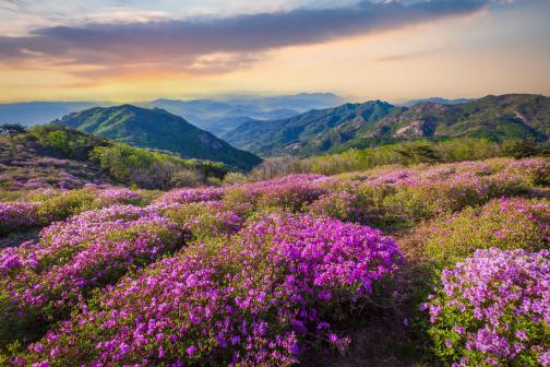Pink flower landscape