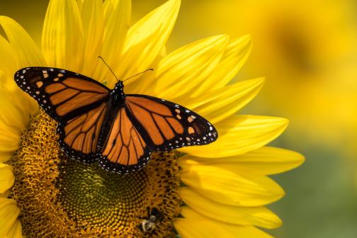 Monarch butterfly on a sunflower