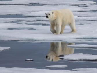 Polar bear walking on ice