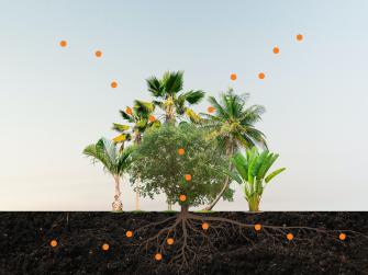 Illustration of tropical trees capturing carbon
