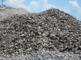 A large pile of oyster shells 
