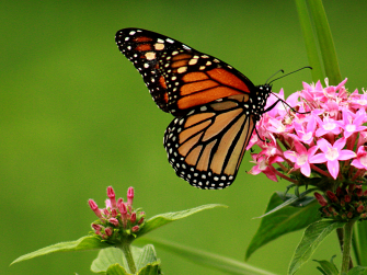 Monarch butterfly on pink bloom