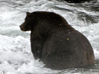 A bulky brown brown bear sits in a running stream