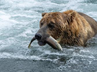 A bulky brown bear in a stream holds a salmon in his mouth