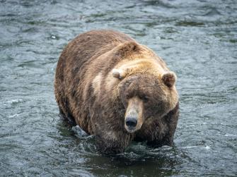 A fat brown bear walks through a stream 