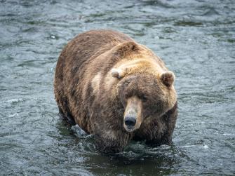 A fat brown bear walks through a stream