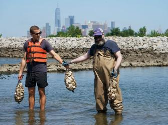 Two workers placing oysters in the water near Brooklyn