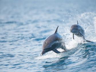 Two dolphins jumping out of the water