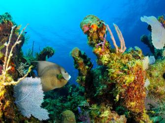 A fish swims through colorful corals in the Andros Barrier Reef