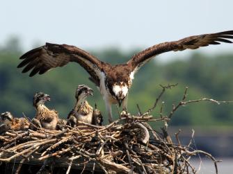 Adult and baby ospreys in a nest