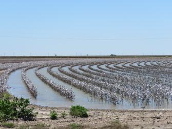 Flooded cotton fields