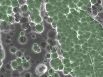 An engineered enzyme digesting PET plastic. Photo: Dennis Schroeder/NREL
