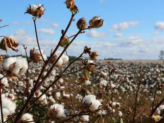 Cotton growing in farm field