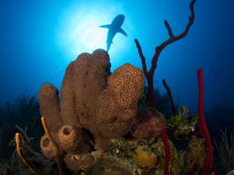 Shark swimming in the ocean.