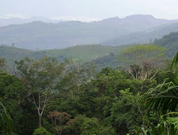 Tropical rainforest in Chiapas, Mexico