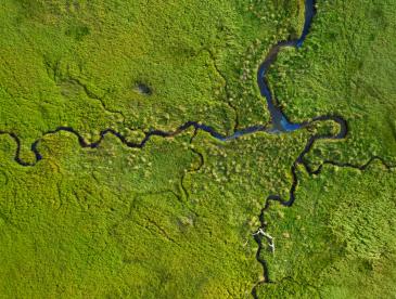 Bird's-eye view of a coastal marsh in Oregon