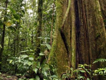 Tropical forest floor