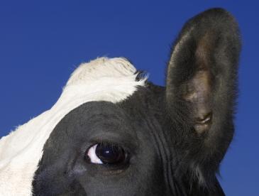 Close up photo of the eye, ear and top of the head of a black and white cow against a blue sky